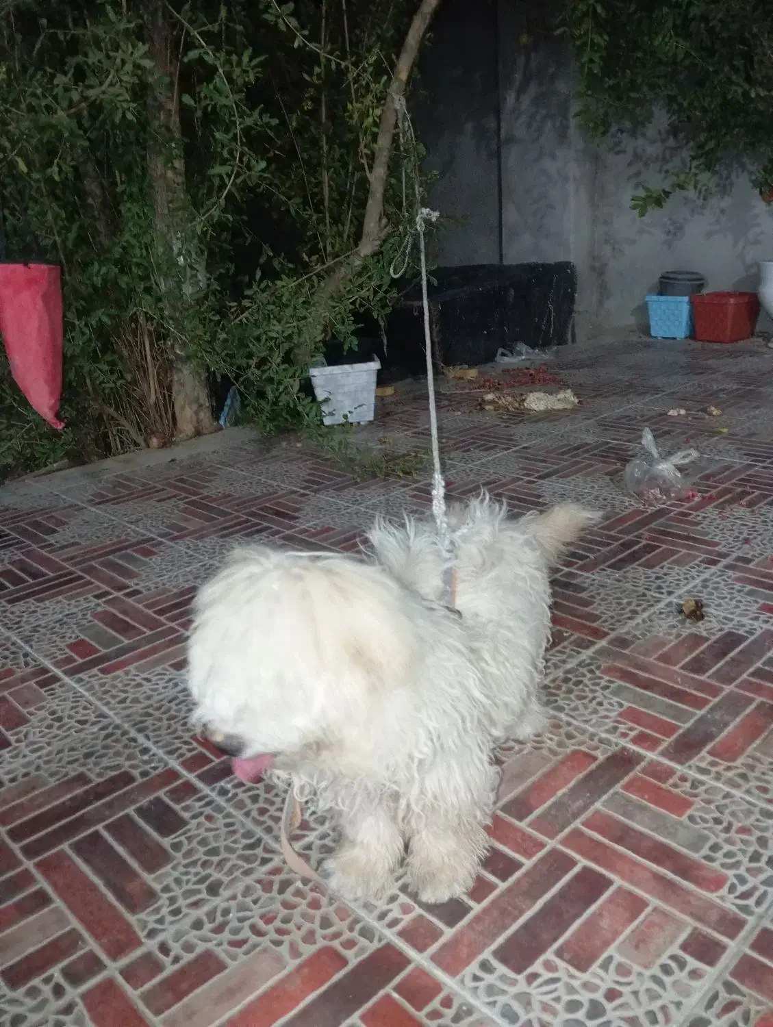 سگ شیتوز|سگ|شیراز, زرهی|دیوار