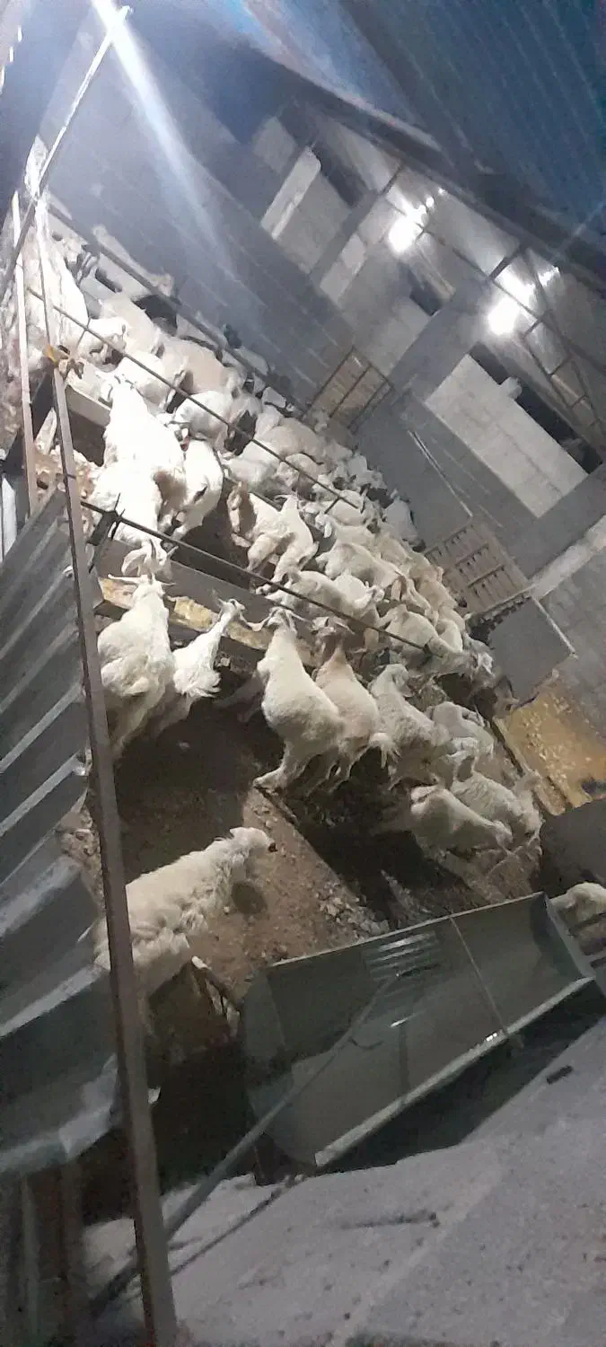 اجاره دامداری|اجارهٔ دفتر صنعتی، کشاورزی، تجاری|احمدی, |دیوار