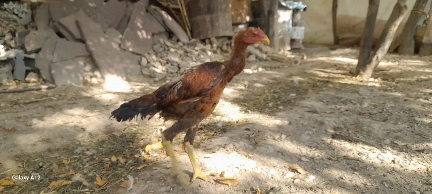 تخم نطفه دار مرغ گلین و لاری تضمینی|حیوانات مزرعه|لواسان, |دیوار