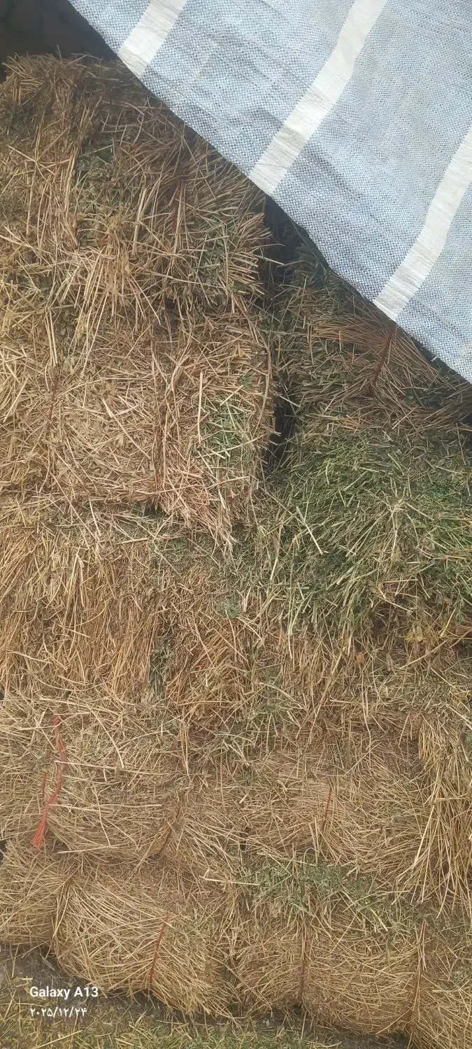 یونجه|عمده‌فروشی|میاندوآب, |دیوار