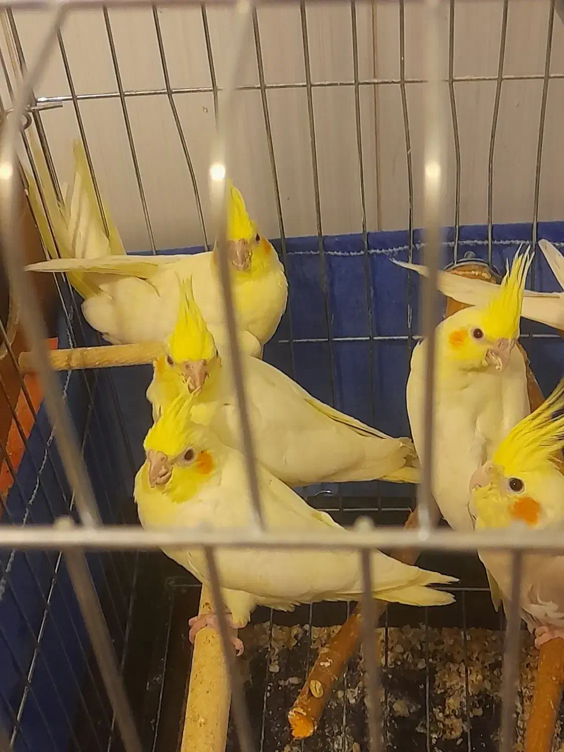 جوجه عروس هلندی|پرنده|باغستان, |دیوار