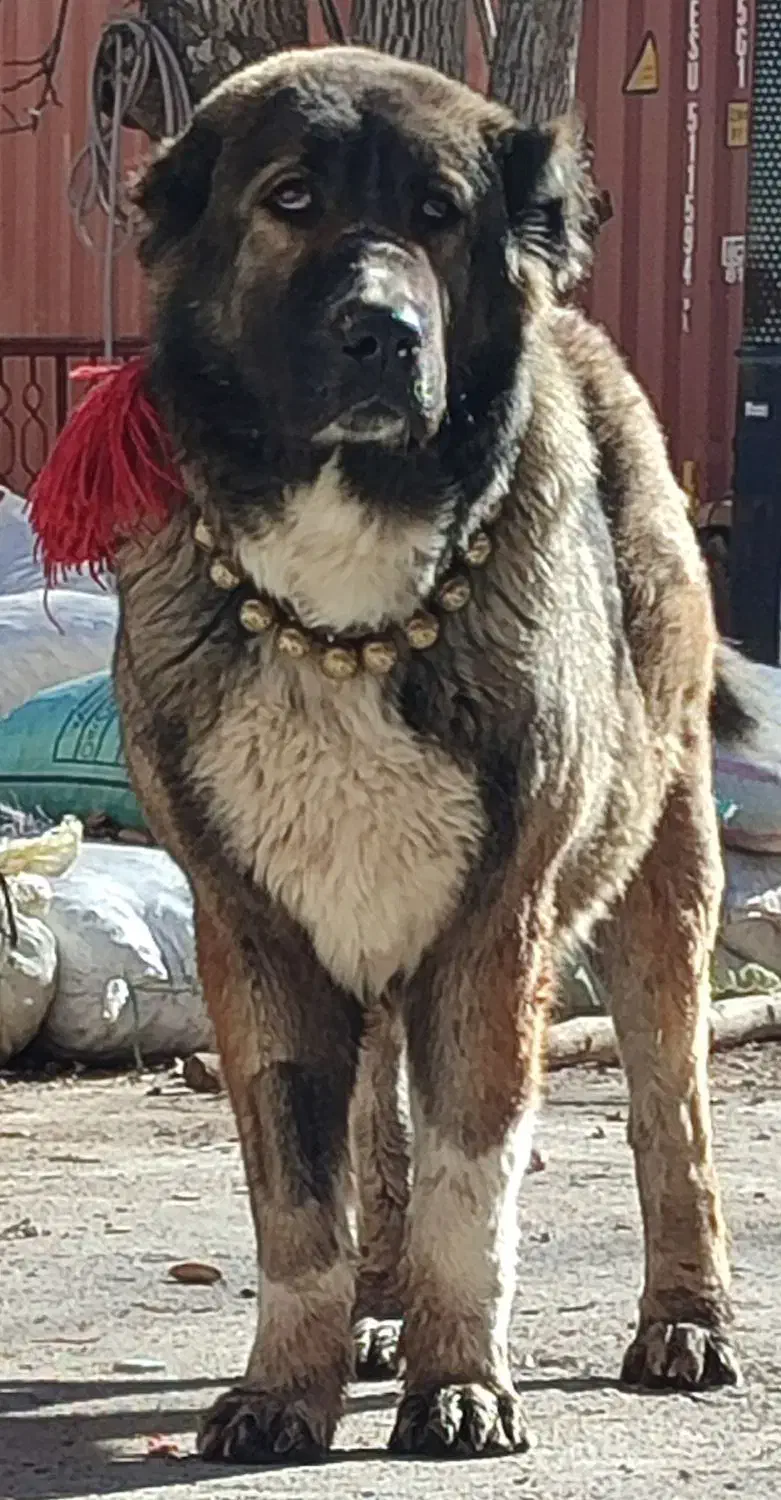 واگذاری‌سگ|سگ|فرخ‌شهر, |دیوار