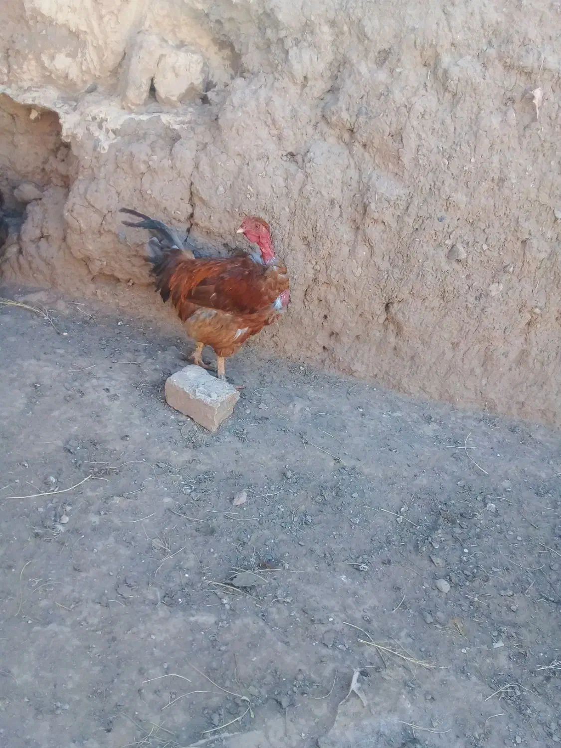 خروس سه عدد|حیوانات مزرعه|تربت جام, میان جام|دیوار