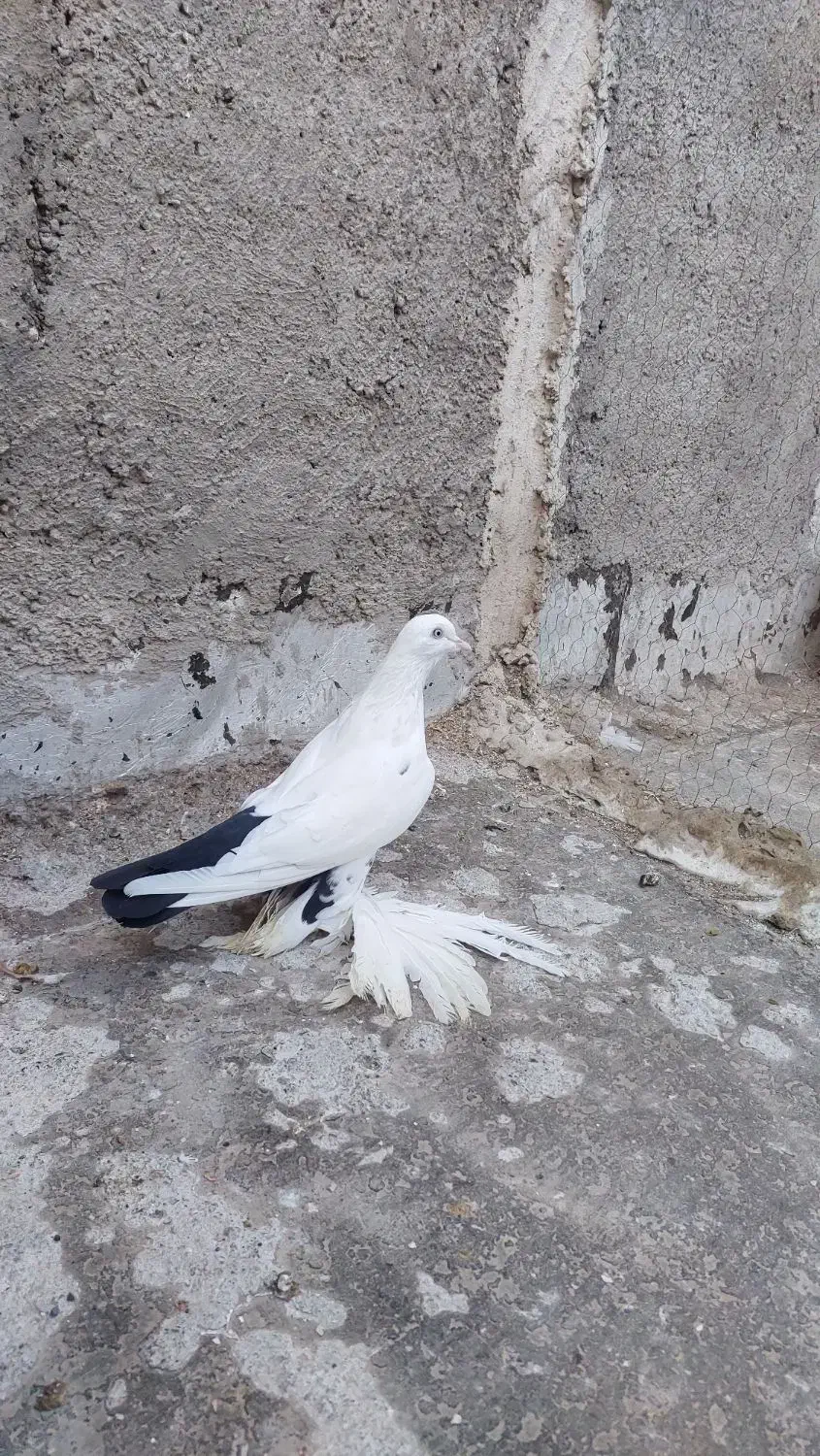 کبوتر ۳ عدد|پرنده|خسروشاه, |دیوار