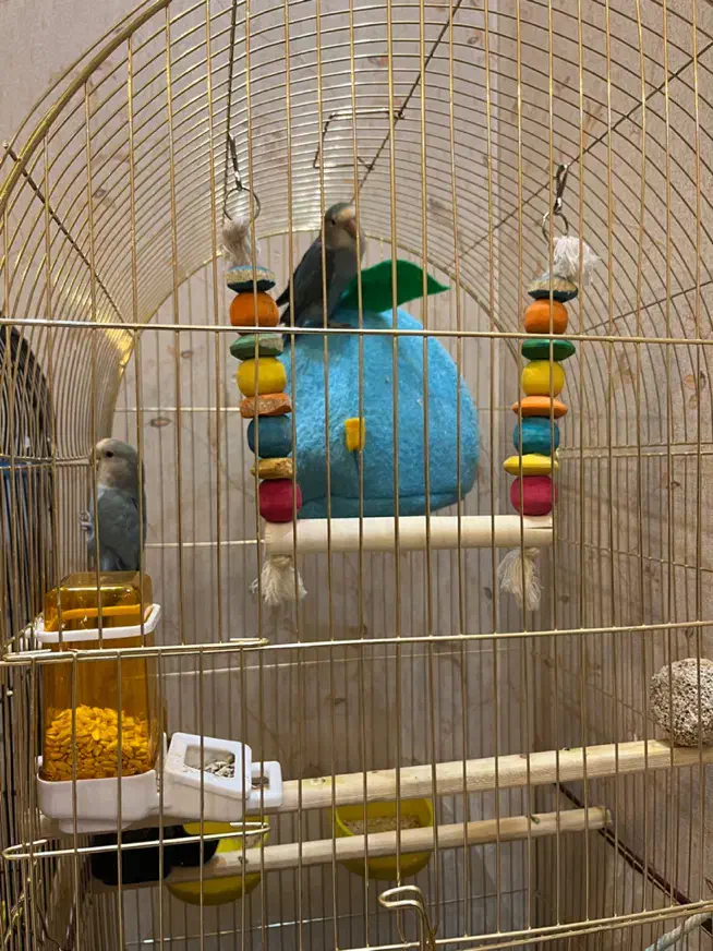 پرنده کوتوله برزیلی جفت|پرنده|مشهد, آزادشهر|دیوار