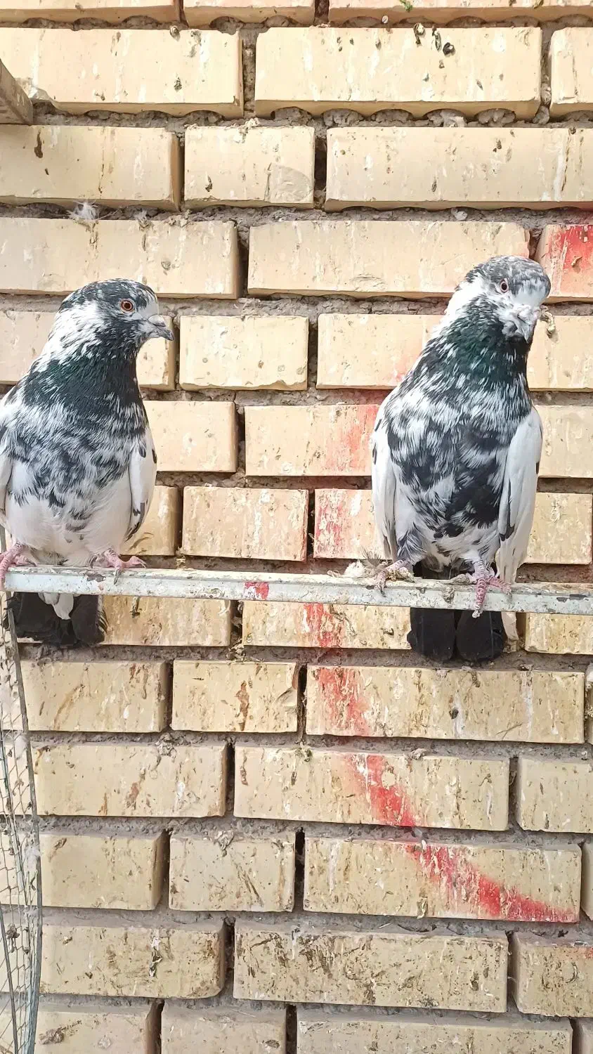 کفتر نروماده|پرنده|کاشان, آیت الله سعیدی|دیوار