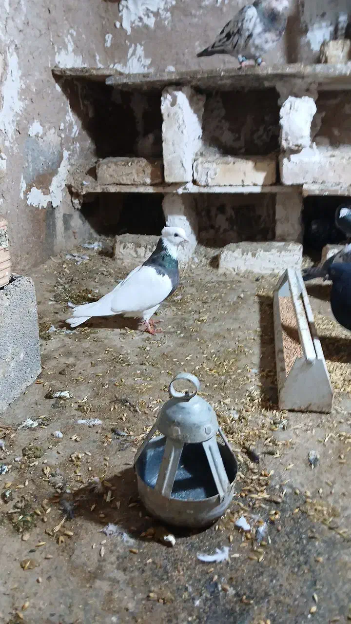 طوقی ماده|پرنده|گرمخان, |دیوار