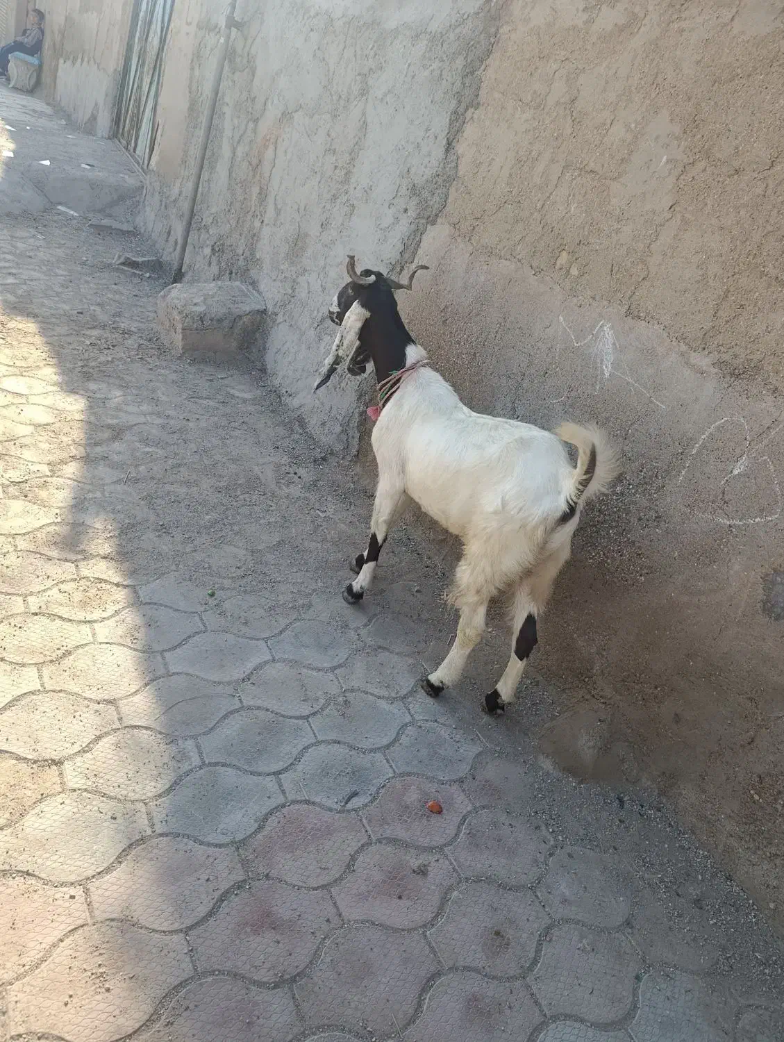 بز افقانی آبستن جهت فروش قیمت 145/000/000|حیوانات مزرعه|اهواز, منازل کارون|دیوار