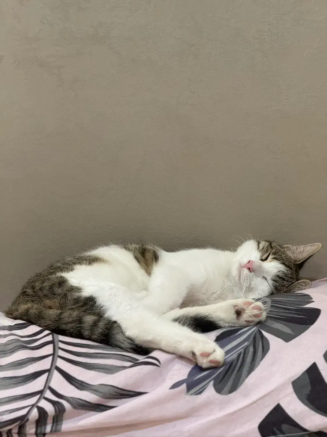 واگذاری گربه نر مهربان و اهلی|گربه|تهران, دانشگاه شریف|دیوار