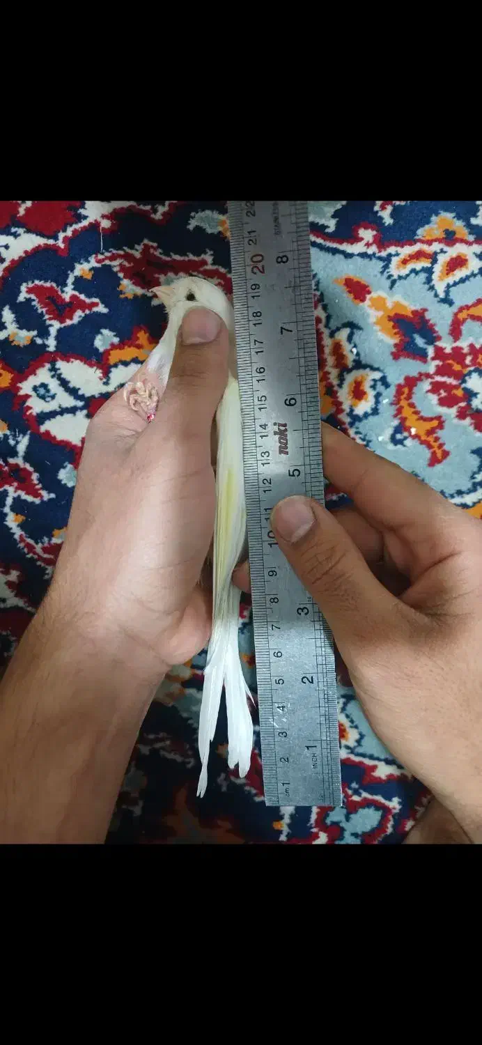 قناری رسمی بلند نر|پرنده|تهران, جیحون|دیوار