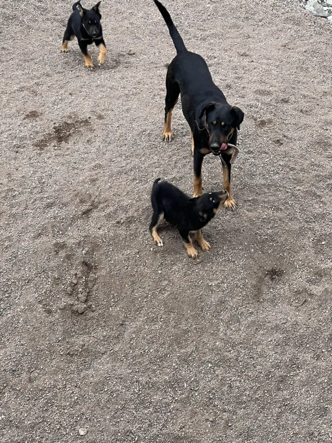 سگ توله|سگ|شاندیز, |دیوار