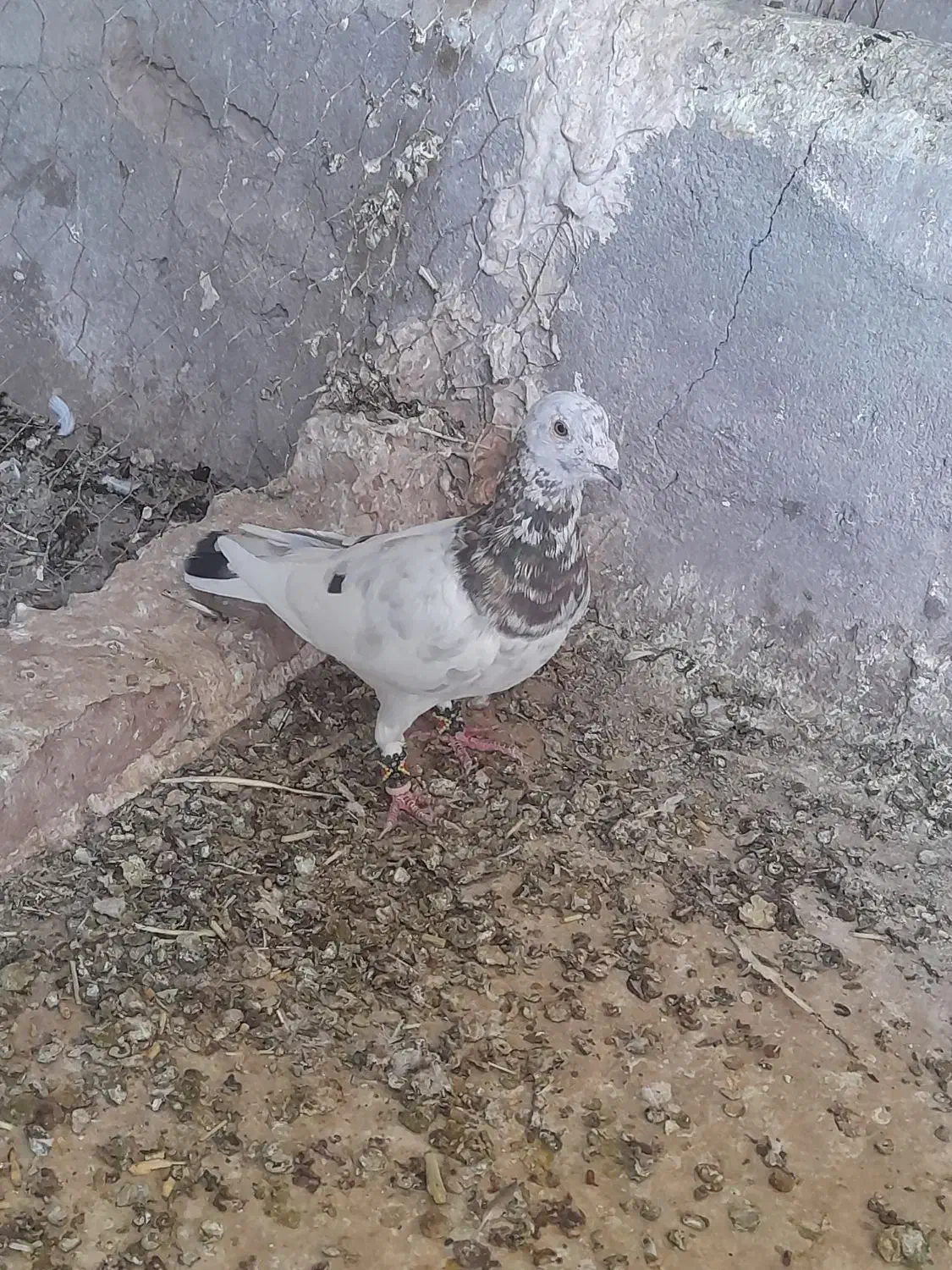 فروس سه تا نر خال سرخ افشون و سیاه و کله هما|پرنده|تربتحیدریه, ترمینال|دیوار