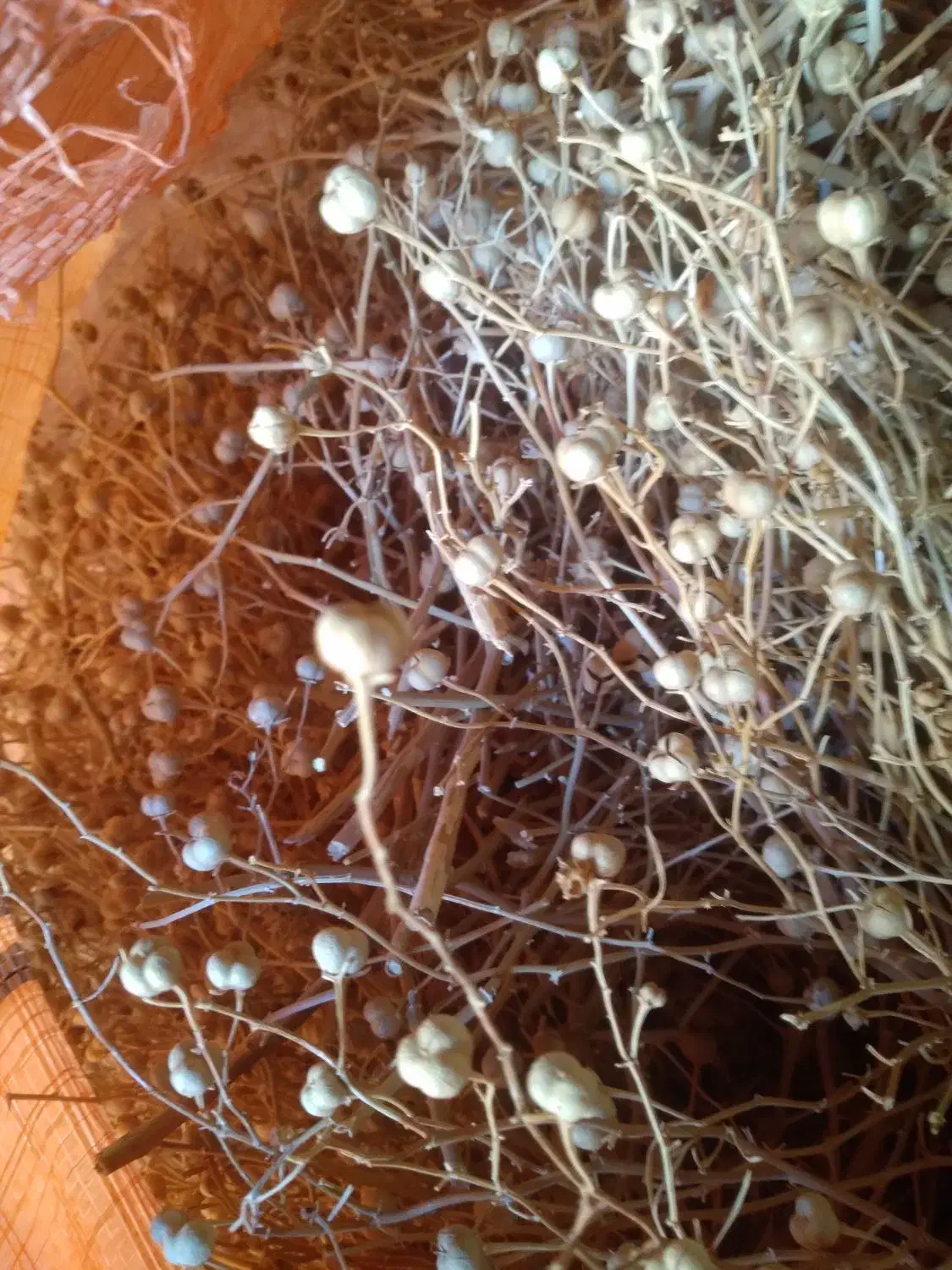 سبنج|خوردنی و آشامیدنی|بجستان, |دیوار