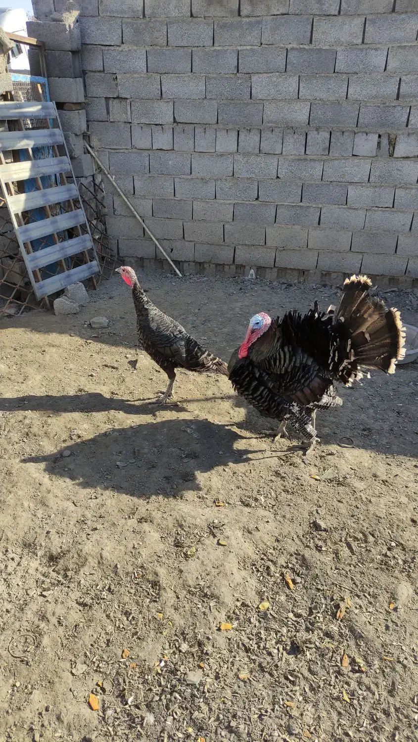 بوقلمون نروماده|حیوانات مزرعه|بناب, |دیوار