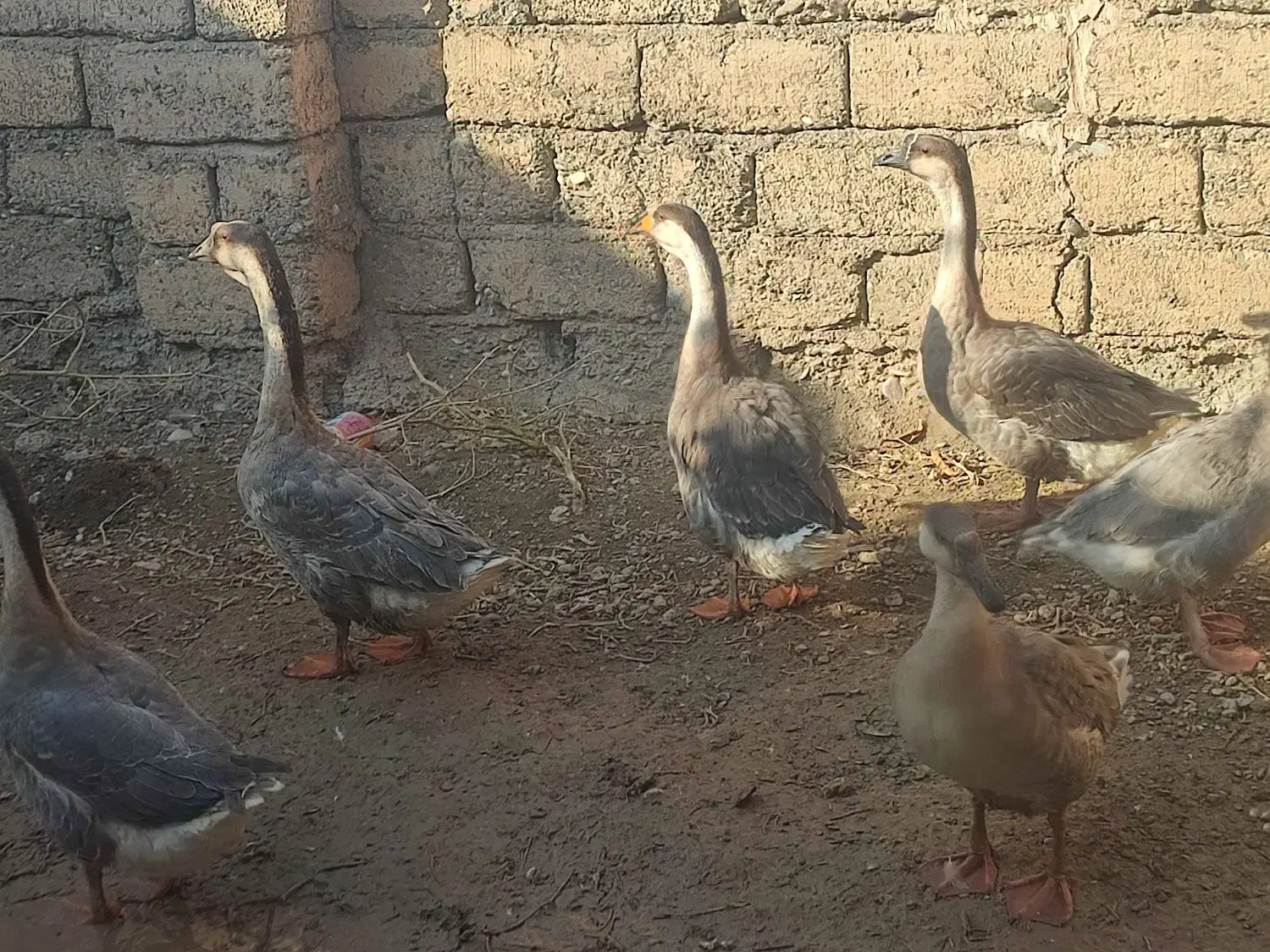 غوغاز افریقایی|حیوانات مزرعه|پیرانشهر, |دیوار