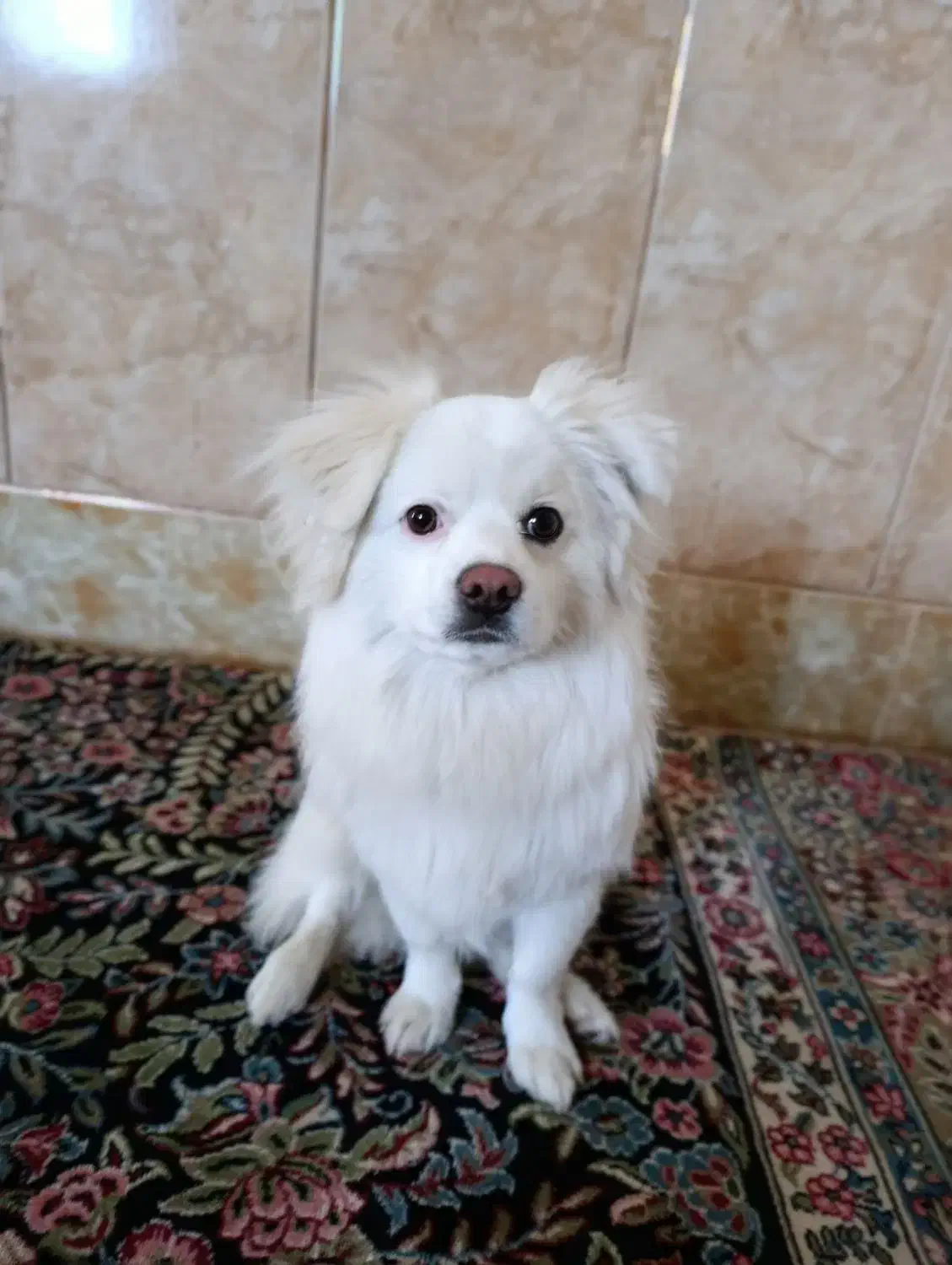 سگ شیتزو|سگ|سیرجان, |دیوار