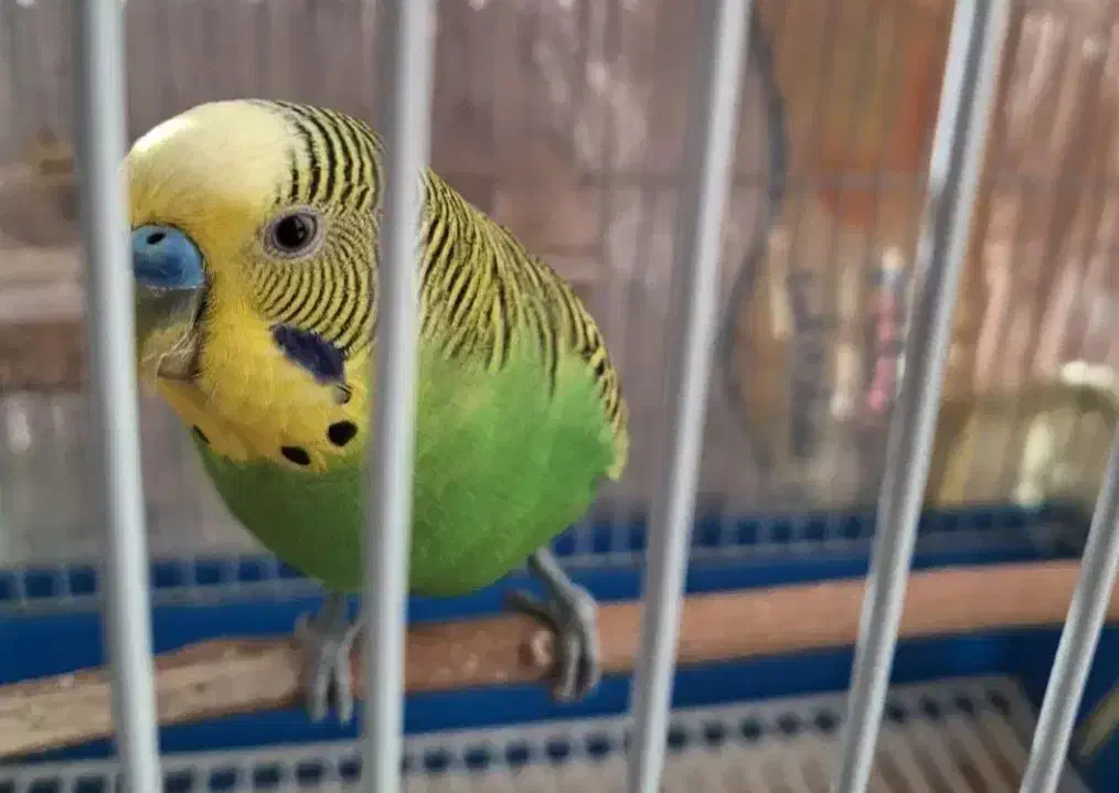 مرغ عشق|پرنده|اسلام‌شهر, مسکن مهر اسلاشهر (شهرک امام خمینی)|دیوار