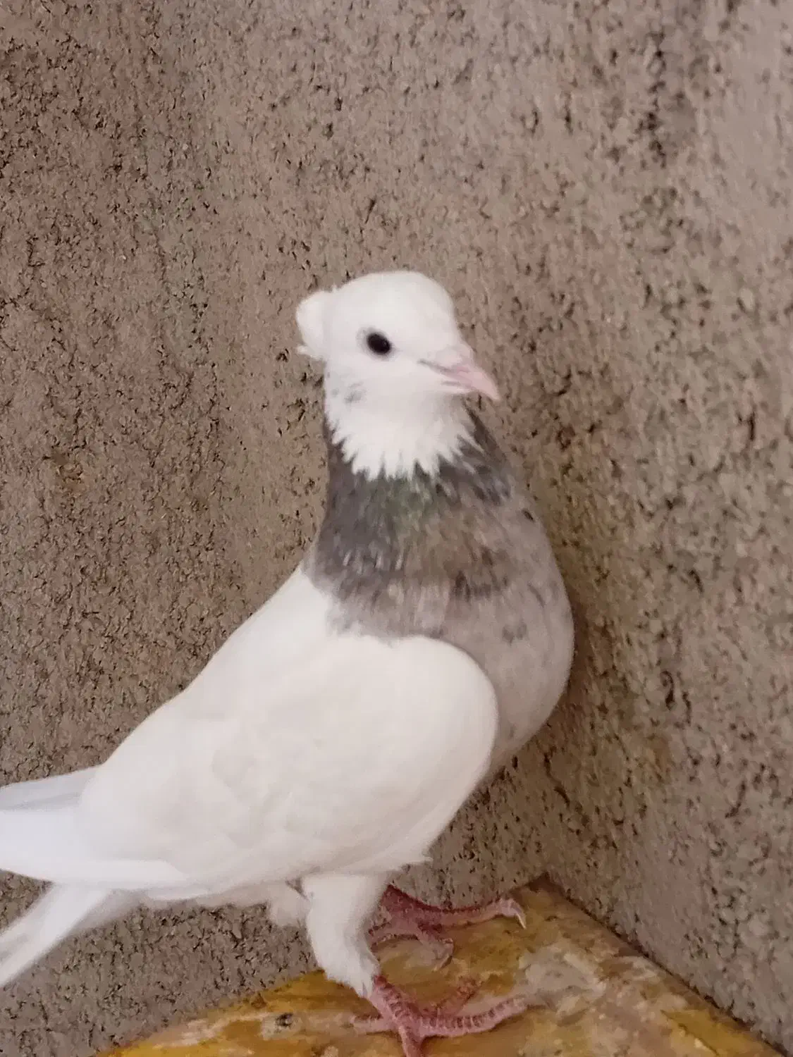 کبوتر طوقی|پرنده|دره شهر, |دیوار