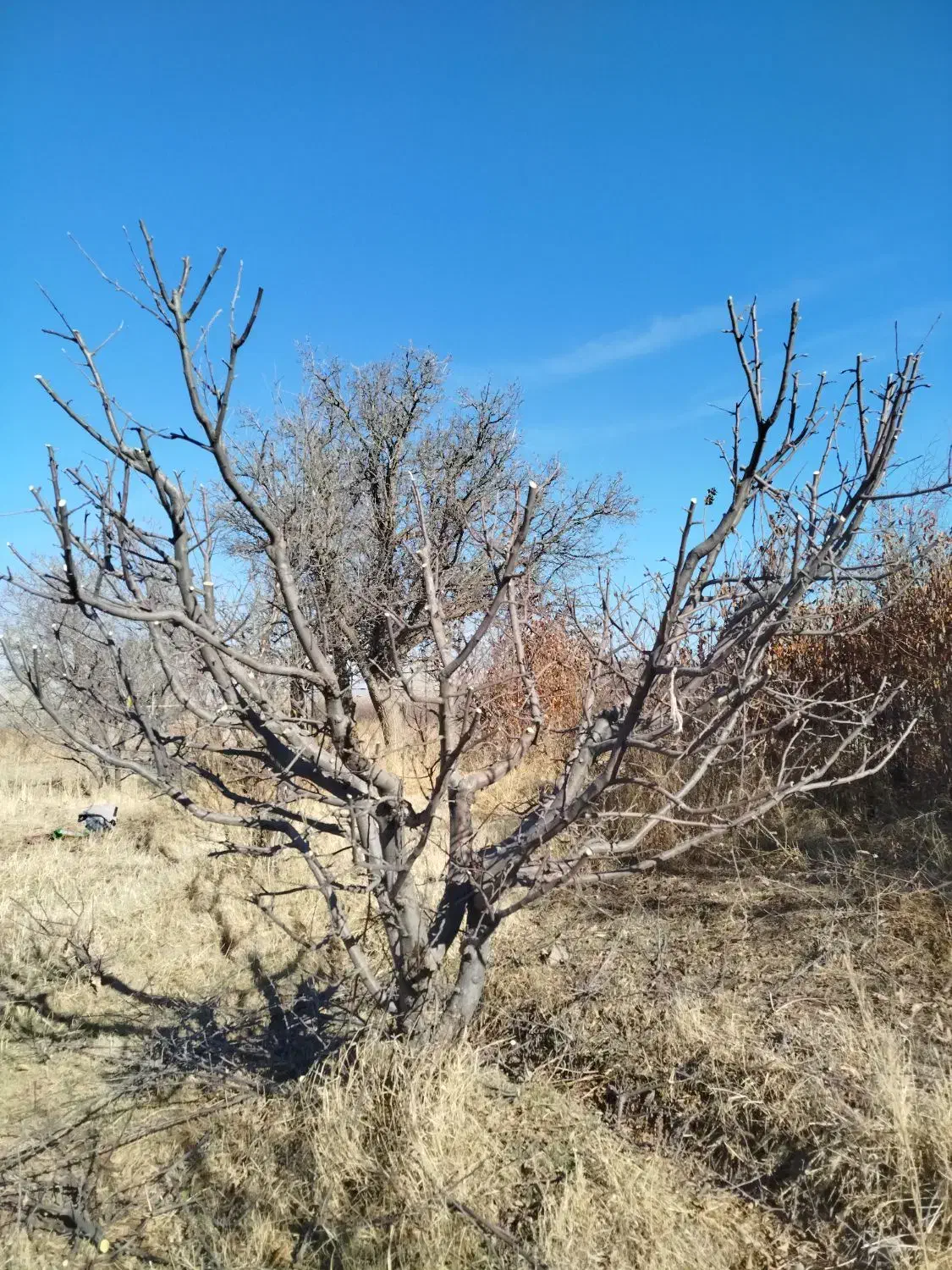 حرص درختان میوه|خدمات باغبانی و درختکاری|سراب, |دیوار