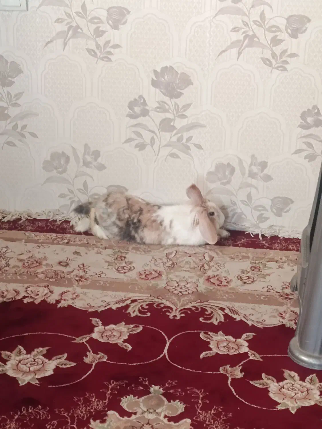 واگذاری خرگوش|موش و خرگوش|فردیس, نگارستان|دیوار