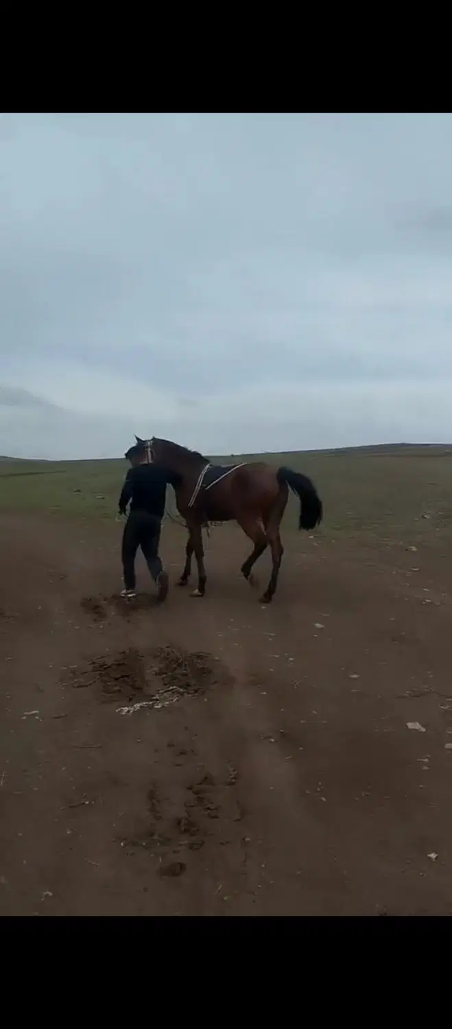 اسب|اسب و تجهیزات اسب‌سواری|اهر, |دیوار