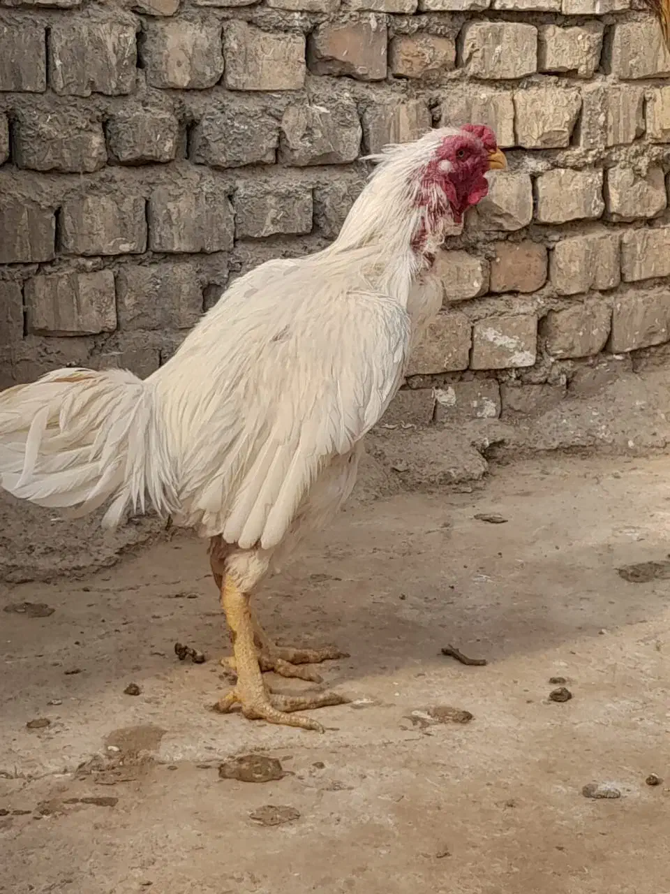 خروس لاری|حیوانات مزرعه|قنوات, |دیوار