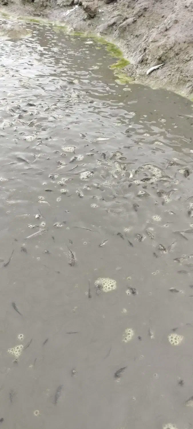 کمک به جابجایی ماهی ها|فعالیت داوطلبانه|خان ببین, |دیوار