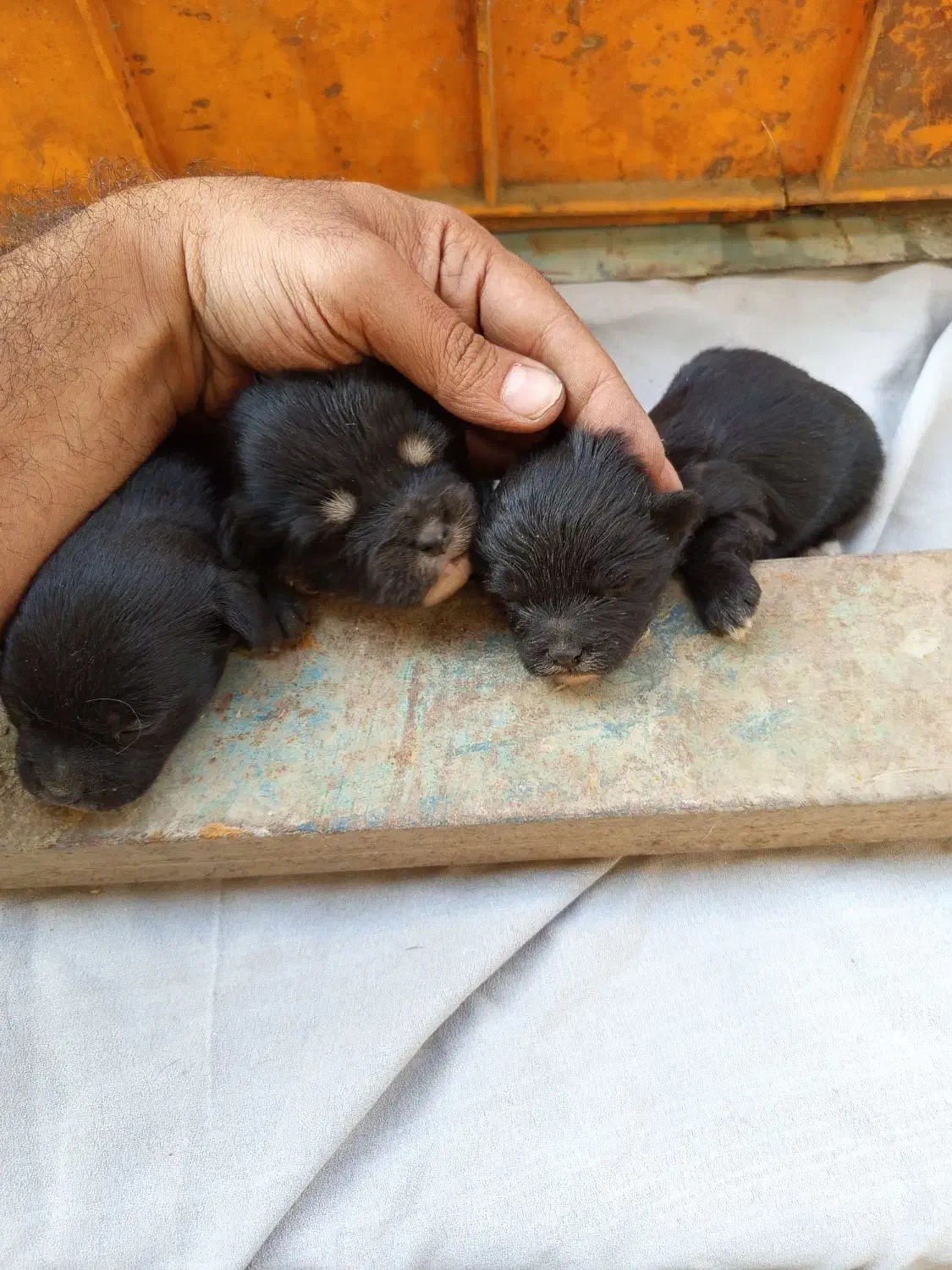 واگذاری توله|سگ|ورامین, خیر آباد|دیوار