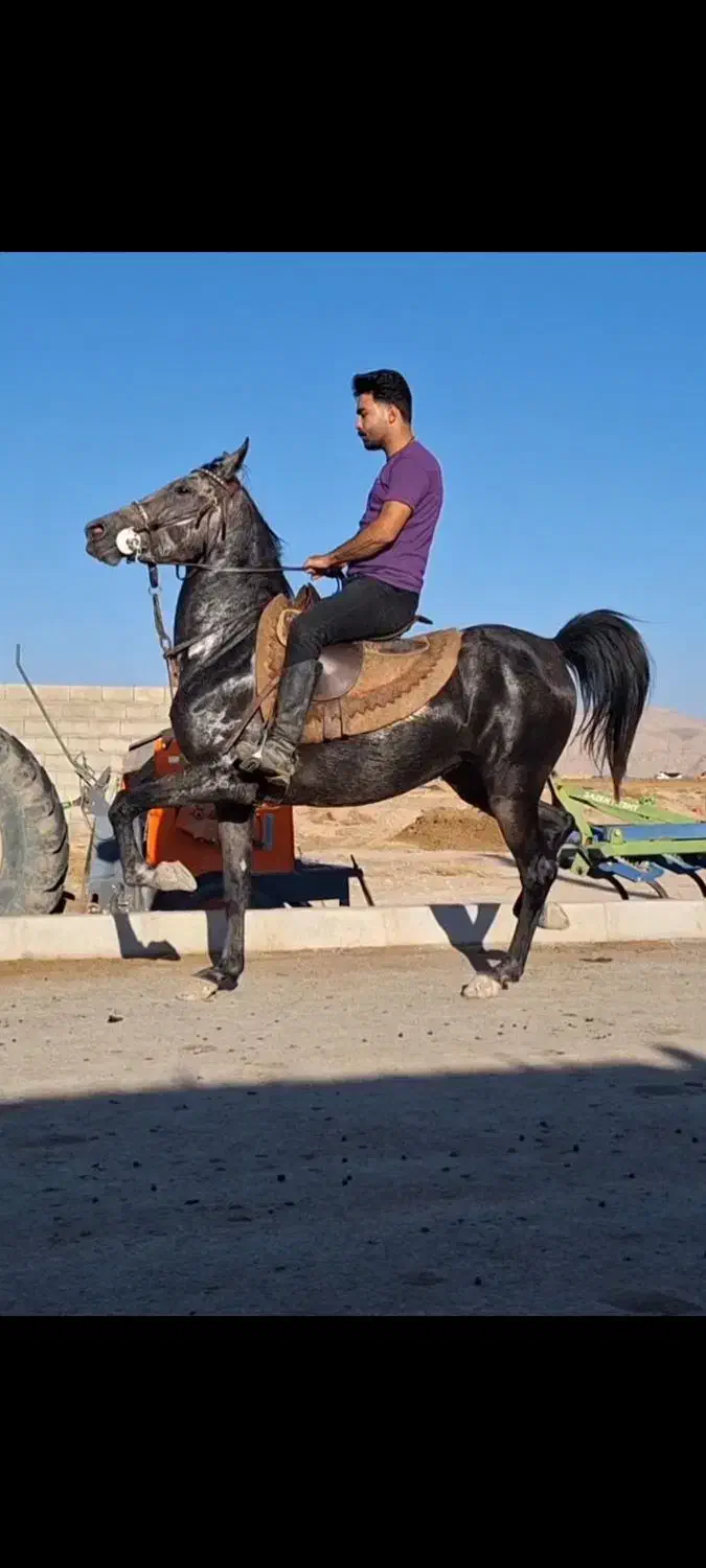 دو راس اسب|اسب و تجهیزات اسبسواری|شیراز, بازار|دیوار