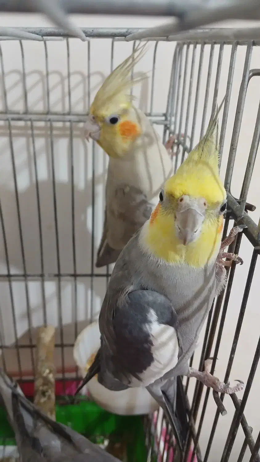 عروس هلندی|پرنده|دهلران, |دیوار