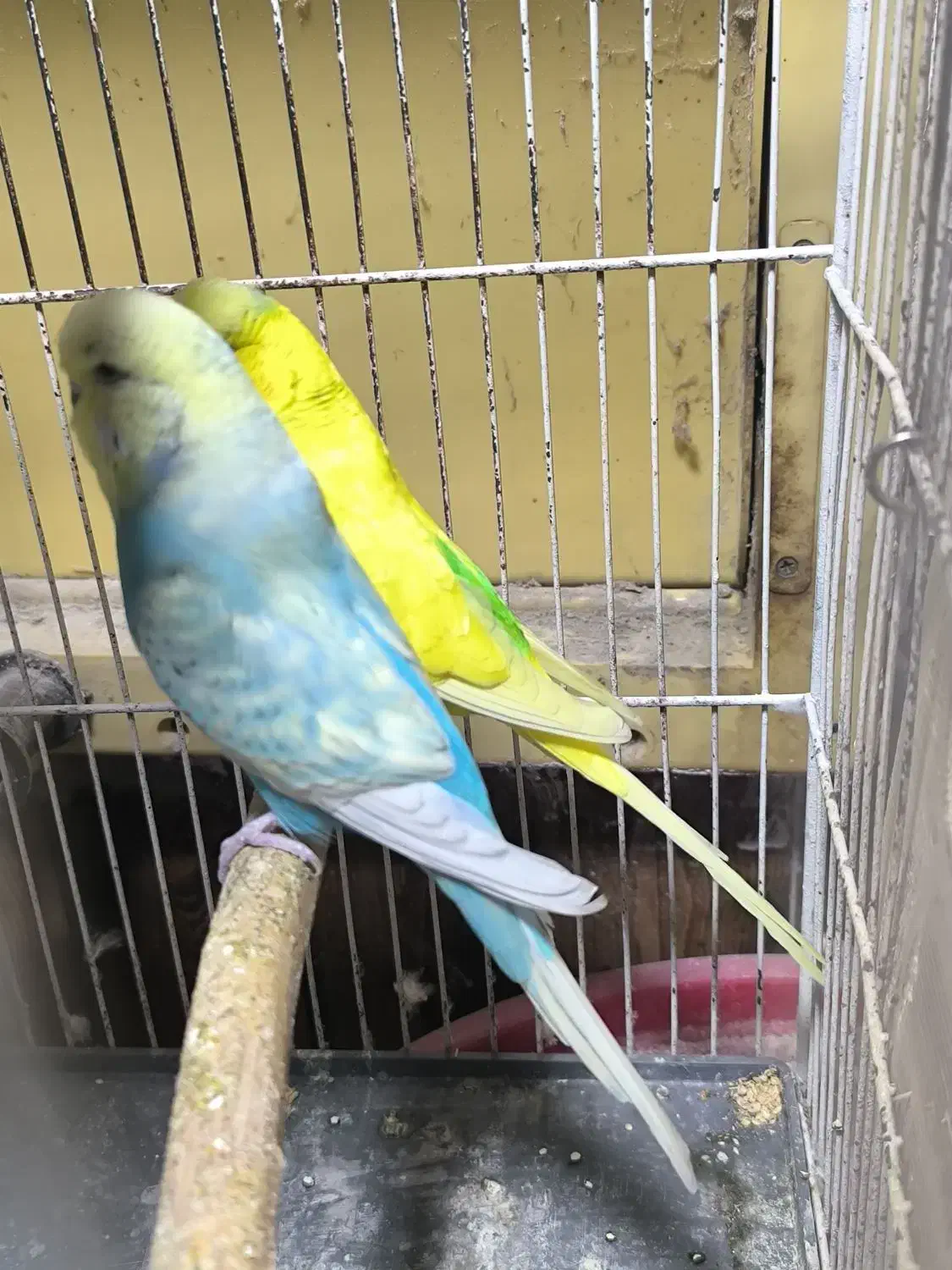 مرغ عشق انگلیسی گریدaو کوتوله مارال|پرنده|تهران, لویزان|دیوار