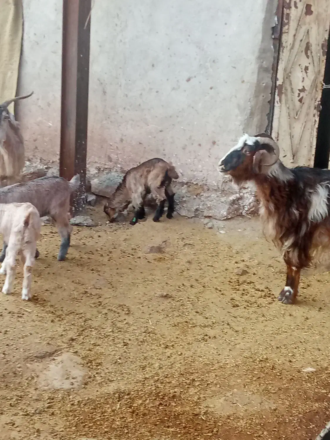 دو عدد بز و چهار عدد بزغاله|حیوانات مزرعه|نورآباد, |دیوار