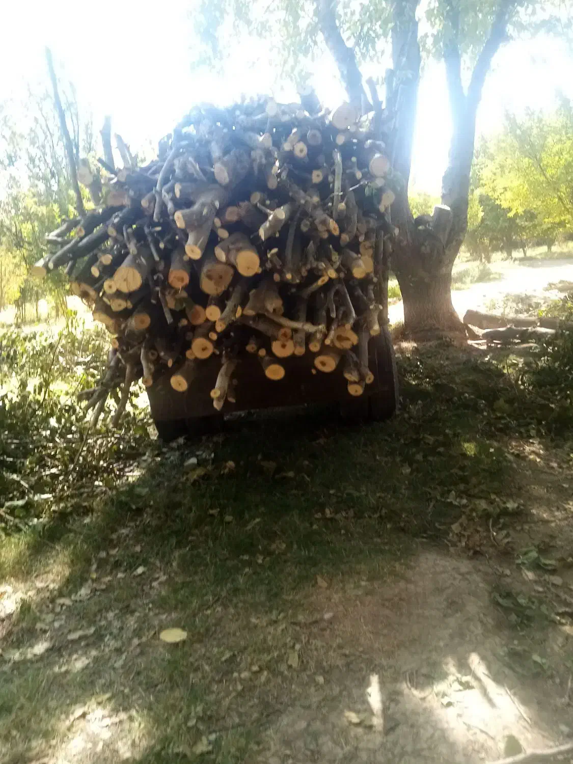 خرید چوب و درخت|خدمات باغبانی و درختکاری|نهاوند, |دیوار