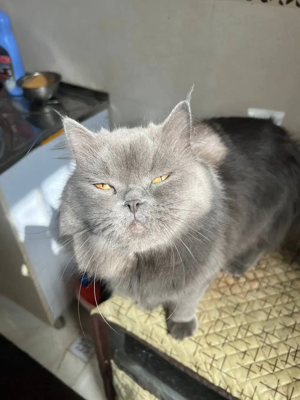 گربه ماده جهت جفتگیری نژاد پرشین بریتیش|گربه|کرمان, |دیوار