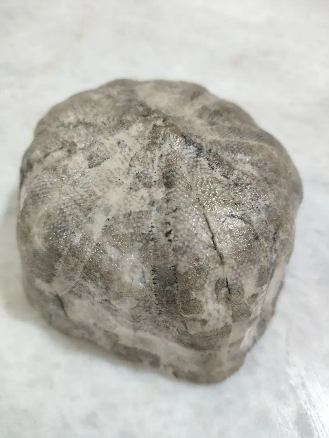 فسیل عروس دربایی|کلکسیون اشیاء عتیقه|تهران, حکیمیه|دیوار