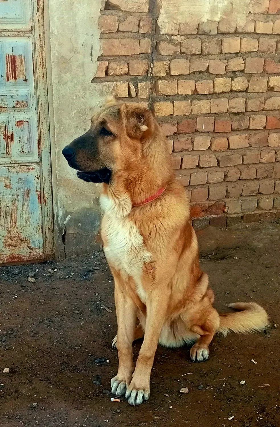 سگ سرابی|سگ|اصفهان, عباس‌آباد|دیوار