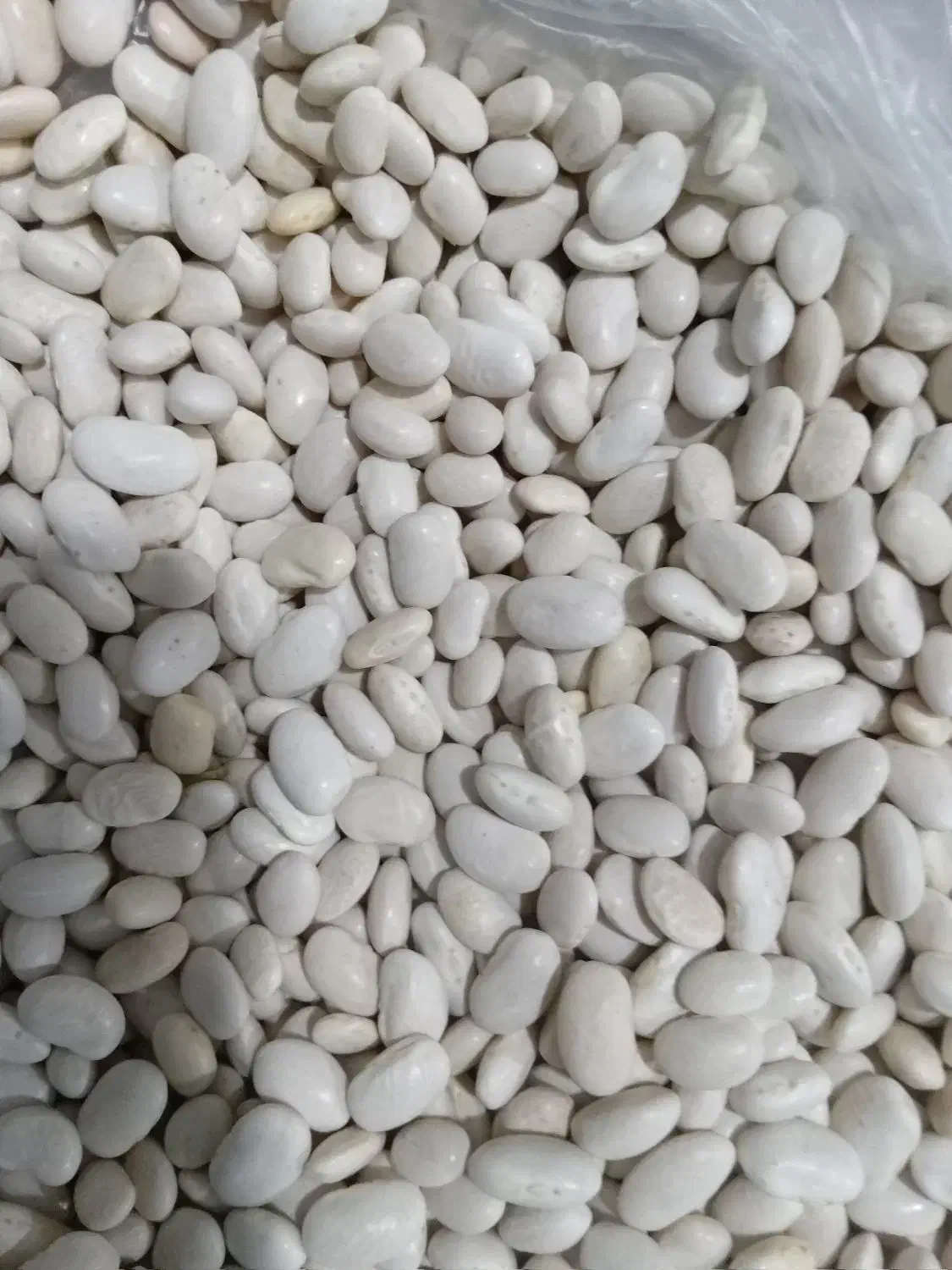 لوبیا محلی|خوردنی و آشامیدنی|هرسین, |دیوار