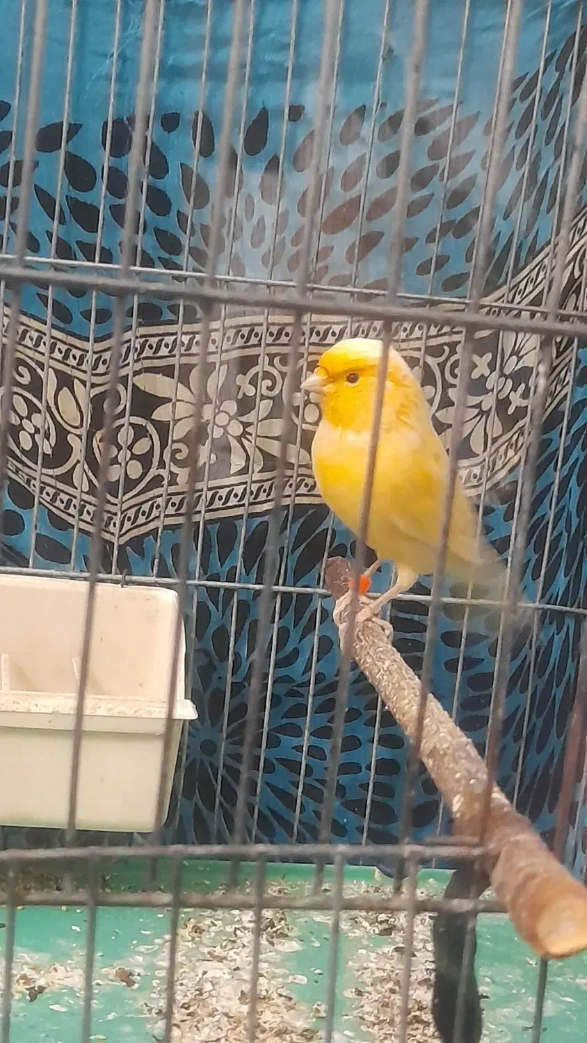 قناری ماده|پرنده|هشتگرد, فاز ۷ مهستان|دیوار