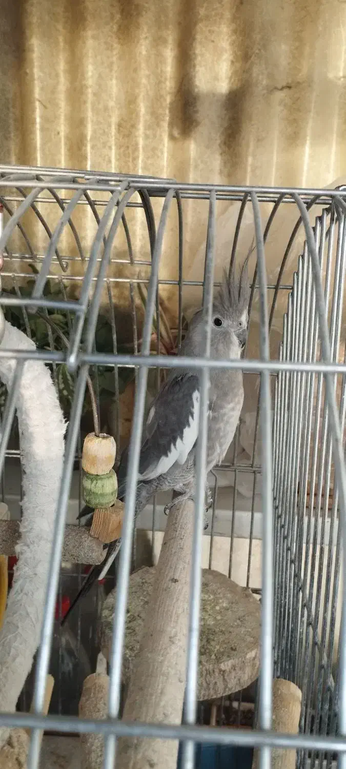 جفت مولد عروس هلندی|پرنده|تهران, افسریه شمالی|دیوار