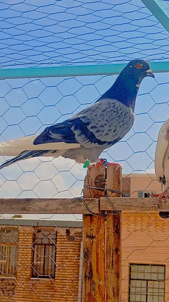 کفتر عالی|پرنده|سیرجان, |دیوار