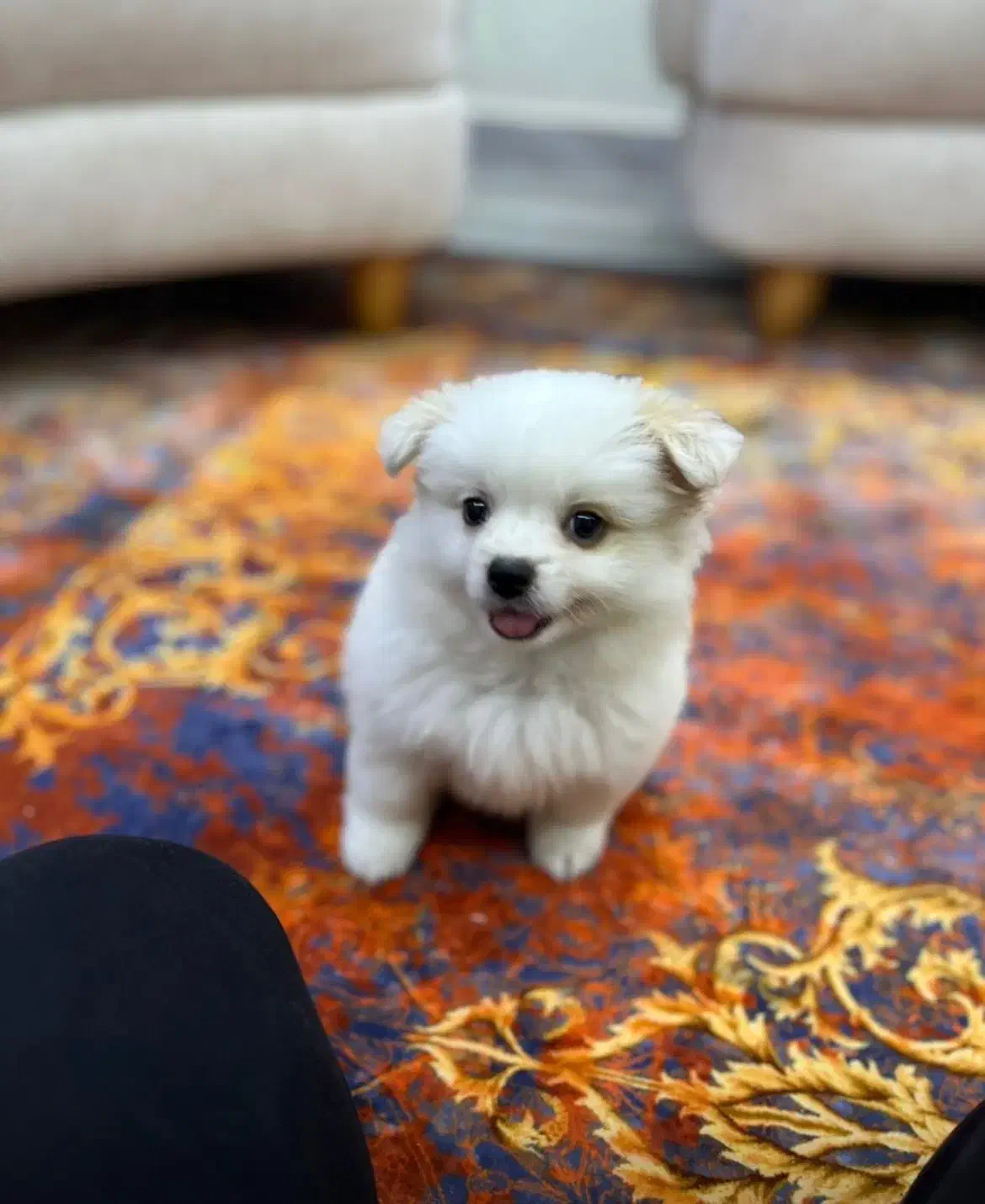 سگ پامر ماده ۳ ماهه|سگ|لاهیجان, امیرشهید|دیوار