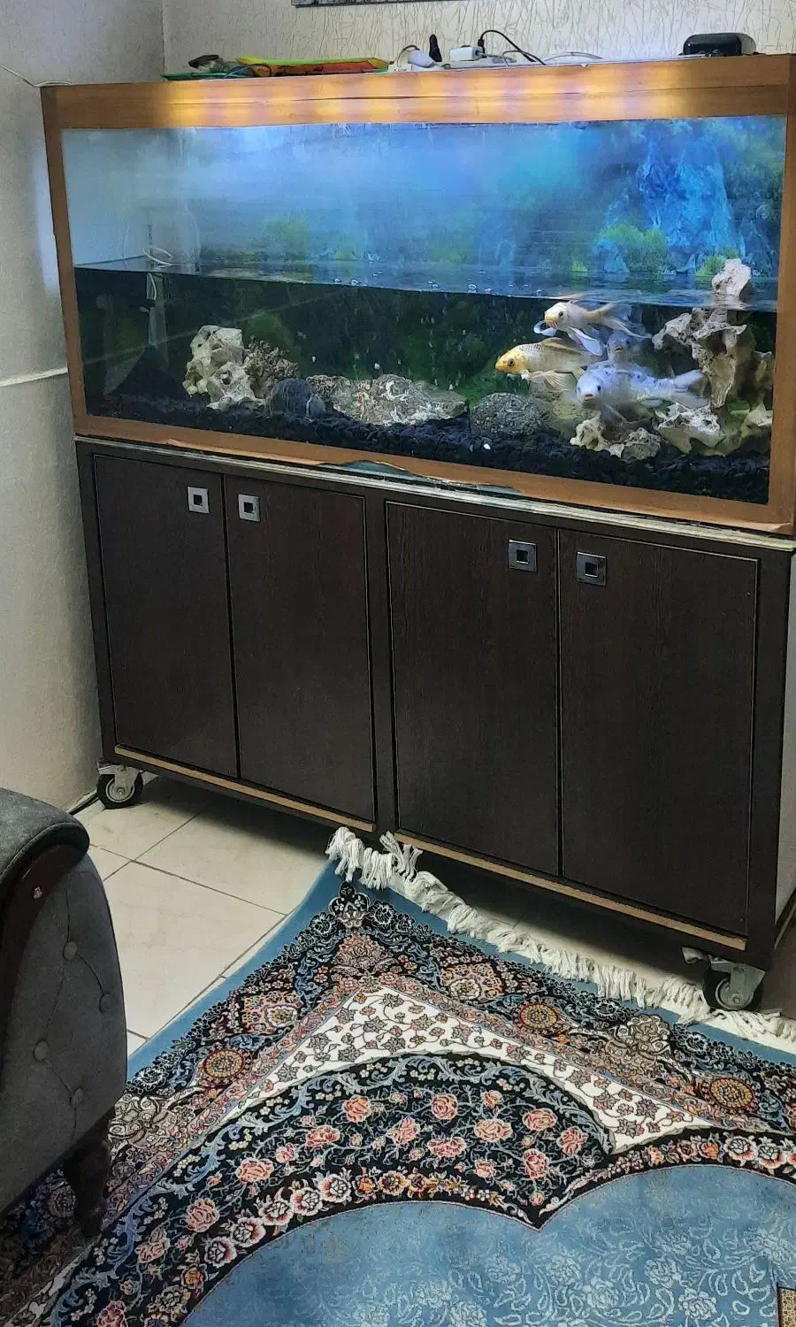 آکواریوم|ماهی|تهران, تهرانپارس شرقی|دیوار