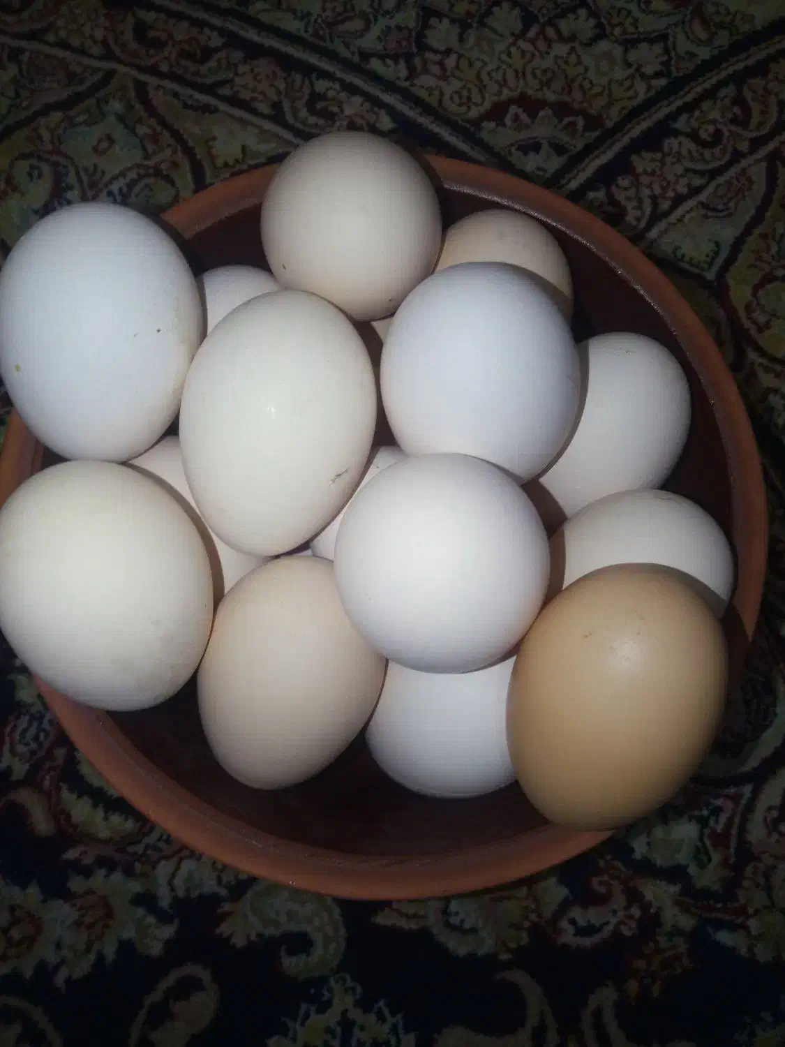 تخم مرغ رسمی|خوردنی و آشامیدنی|قم, شاه ابراهیم|دیوار