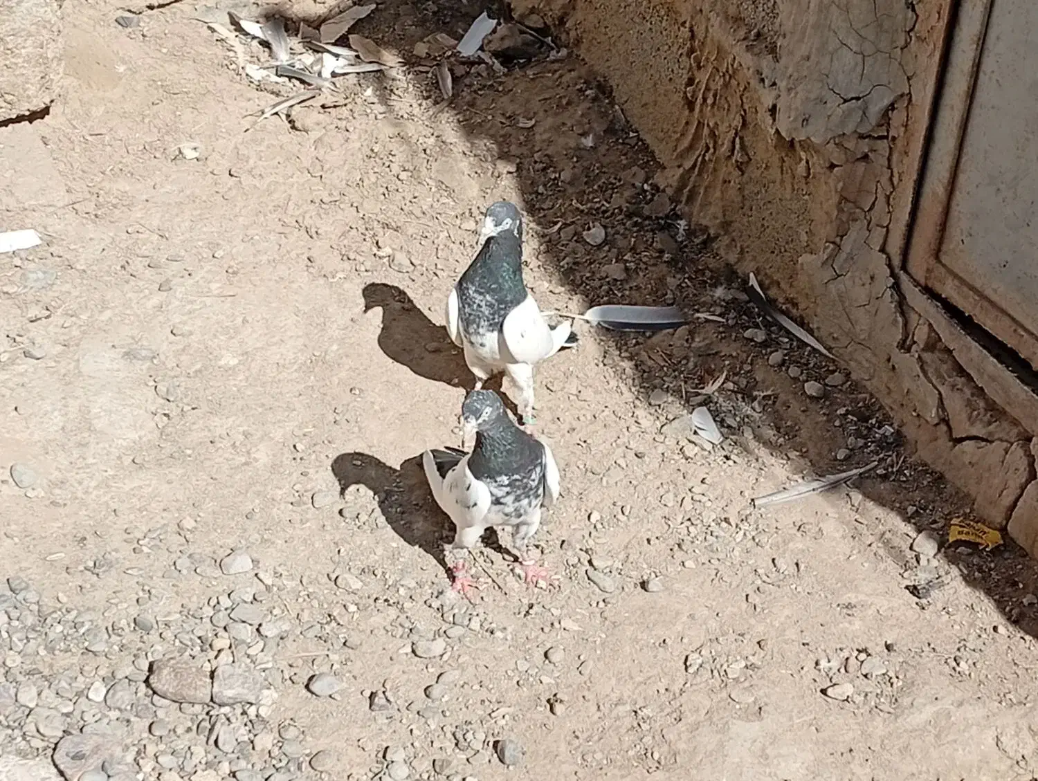 کبوتر تیدی|پرنده|ایرانشهر, |دیوار