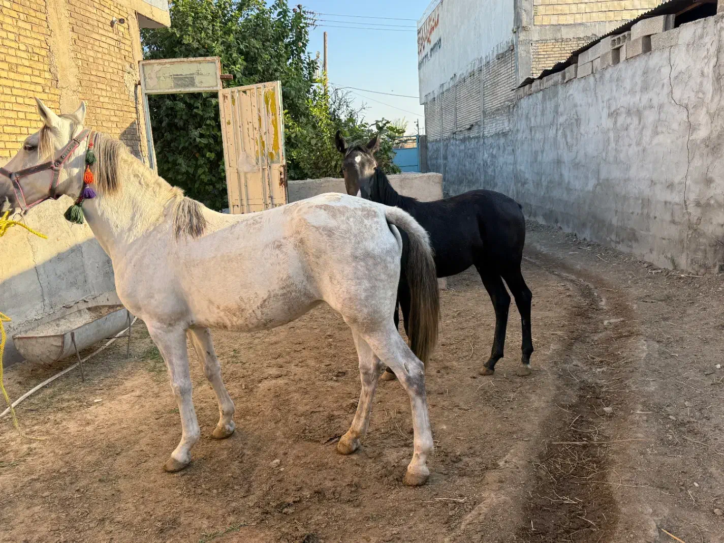 فروش مادیان ابستن همراه با کره نریون|اسب و تجهیزات اسبسواری|شوشتر, |دیوار