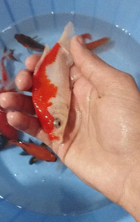 ماهی گلدفیش درشت|ماهی|نسیم‌شهر, |دیوار