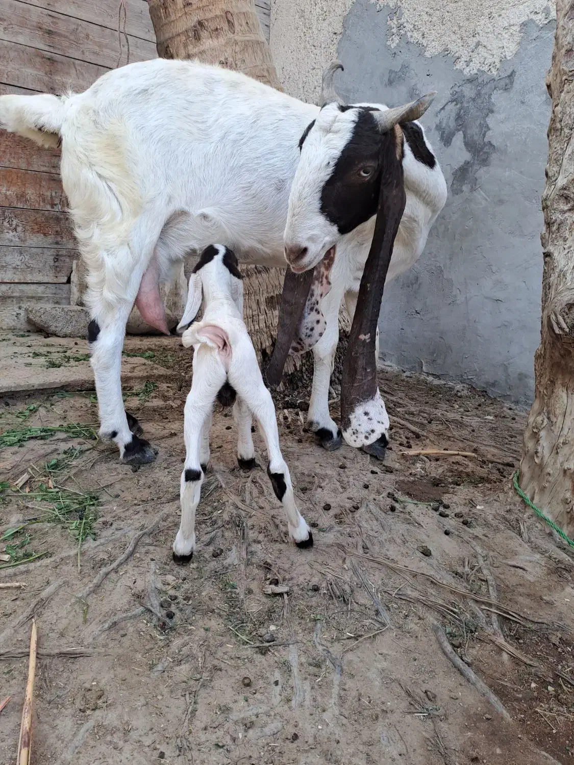 پز پتیری تازه زاییده|حیوانات مزرعه|کنارک, |دیوار