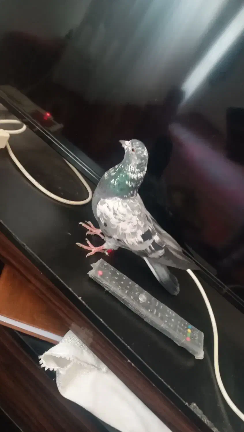 کفتر|پرنده|سجاس رود, |دیوار