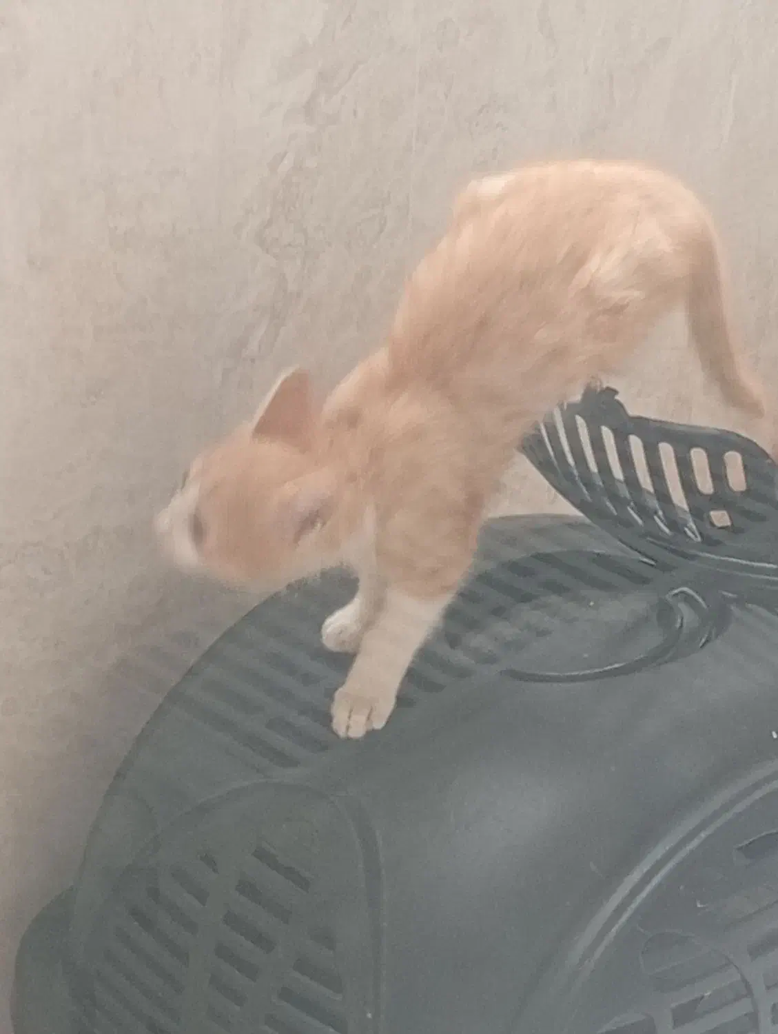 واگذاری دو تا گربه دستی|گربه|سیاهکل, |دیوار