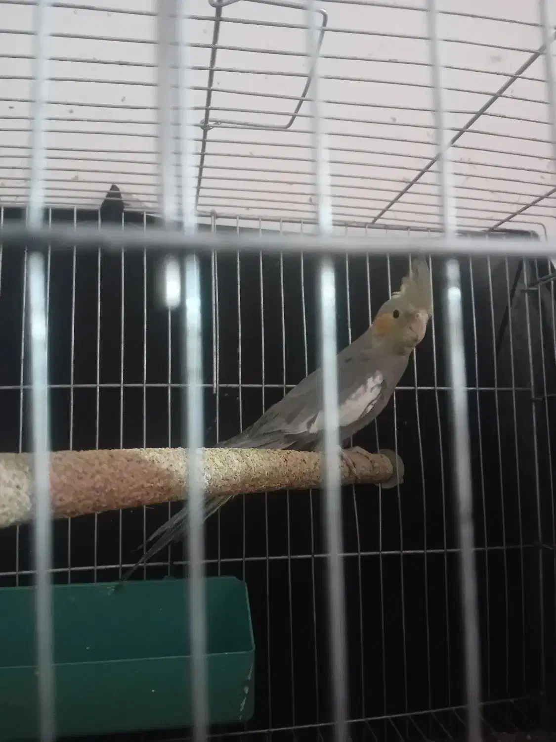 جفت مرغ عشق مولد بایه ماده طوطی عروس|پرنده|بندر ماهشهر, |دیوار